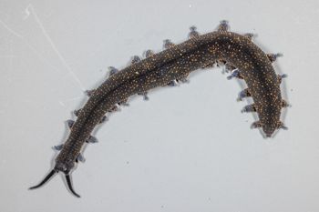 Media type: image;   Invertebrate Zoology 168055 Description: Digital photograph of specimen in life.;